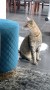 Cherie (2)